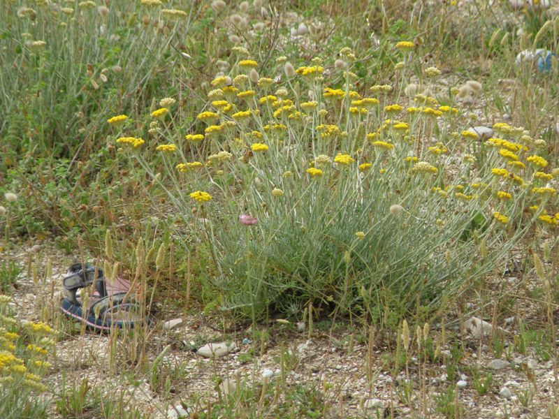 Helichrysum italicum